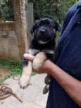 Princesa