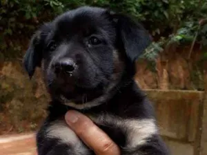 Cachorro raça SRD idade Abaixo de 2 meses nome Princesa
