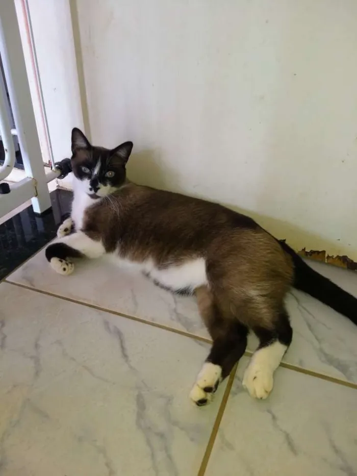 Gato ra a Siames idade 3 anos nome Tom, mel