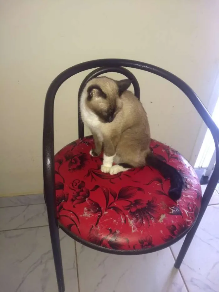 Gato ra a Siames idade 3 anos nome Tom, mel