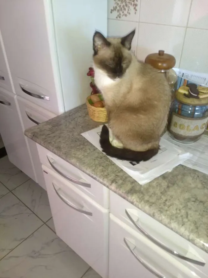 Gato ra a Siames idade 3 anos nome Tom, mel