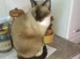 Tom, mel