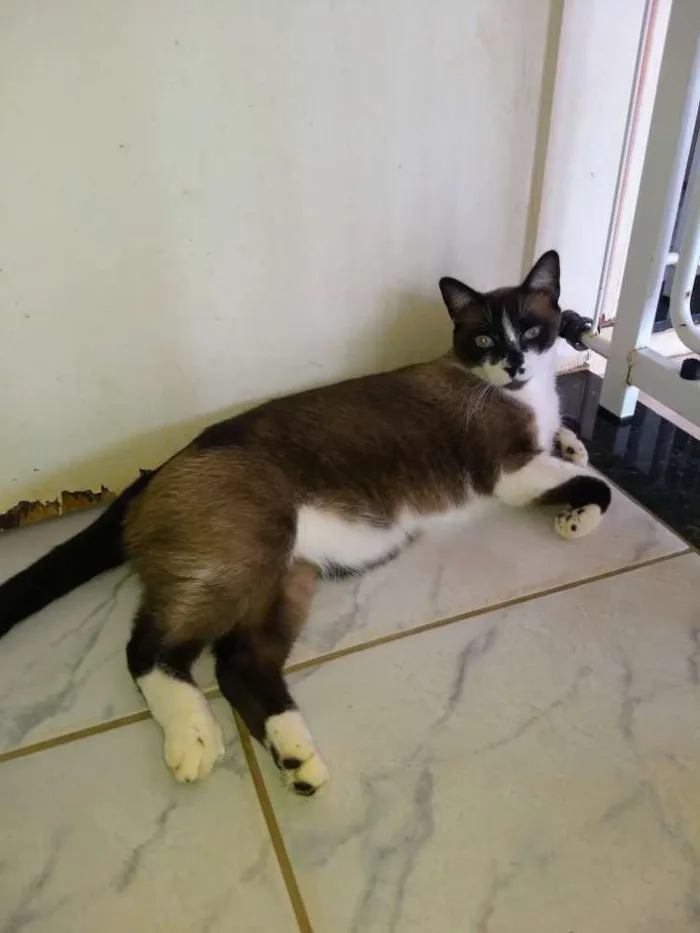 Gato ra a Siames idade 3 anos nome Tom, 