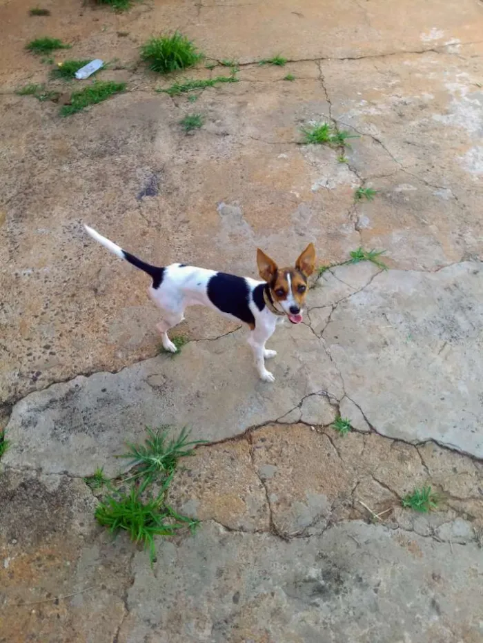 Cachorro ra a Fox paulistinha idade 3 anos nome Penelope