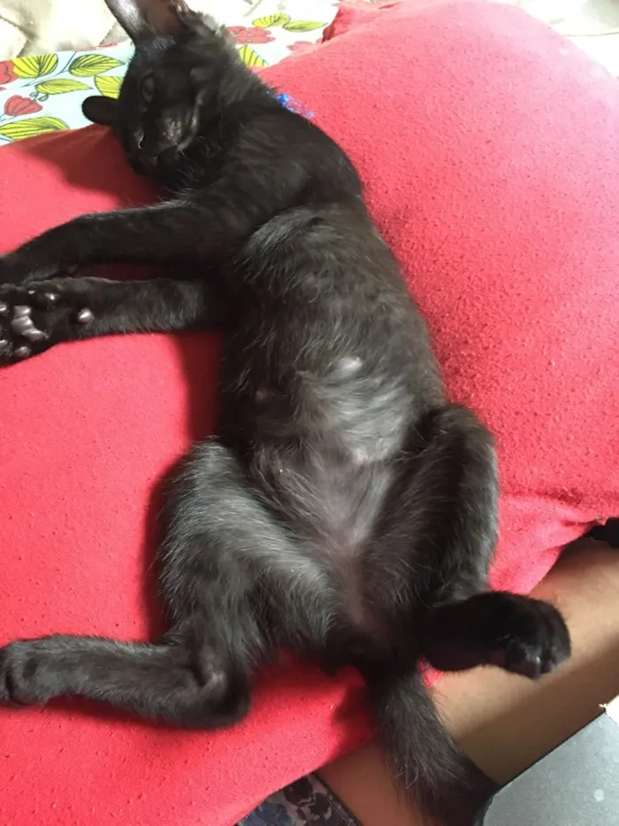 Gato ra a Sem raça idade 2 a 6 meses nome Ariel