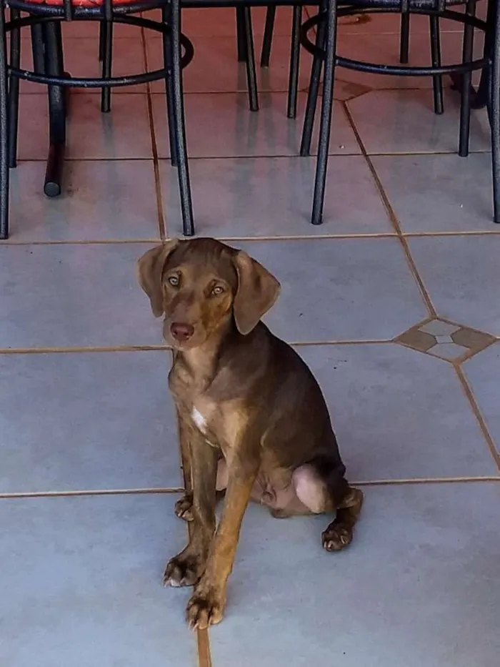 Cachorro ra a Indefiro idade 2 a 6 meses nome Ygor