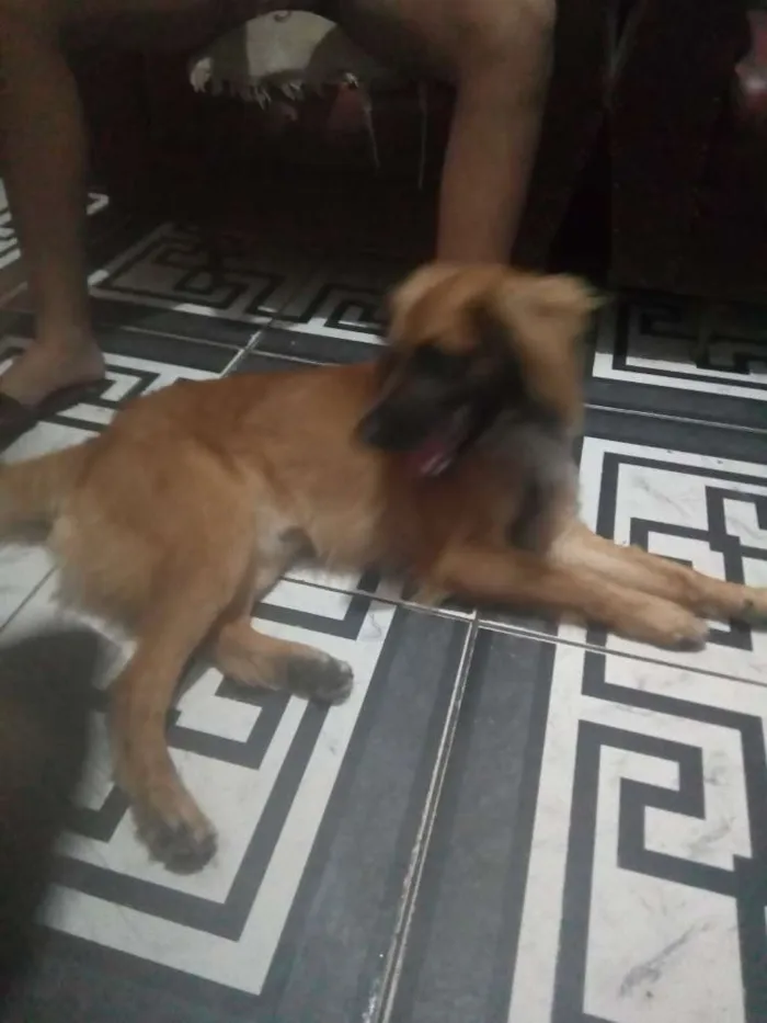 Cachorro ra a  Salsicha com Pastor alemão idade 1 ano nome Bolinha e Lincy