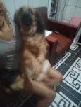 Bolinha e Lincy