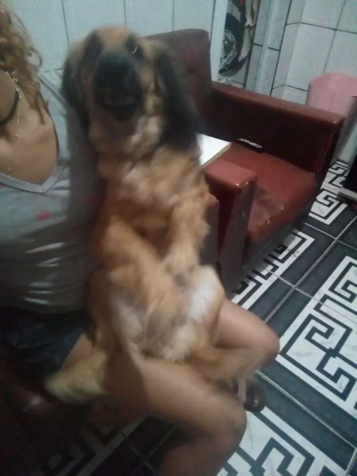 Cachorro ra a  Salsicha com Pastor alemão idade 1 ano nome Bolinha e Lincy