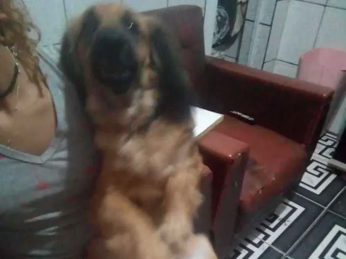 Cachorro ra a  Salsicha com Pastor alemão idade 1 ano nome Bolinha e Lincy
