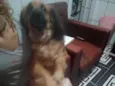 Bolinha e Lincy