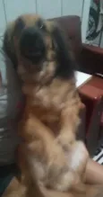 Bolinha e Lincy