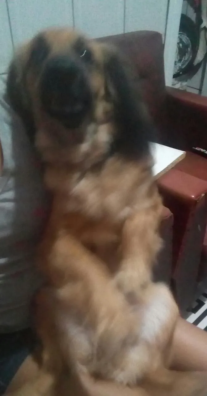 Cachorro ra a  Salsicha com Pastor alemão idade 1 ano nome Bolinha e Lincy