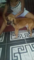 Bolinha e Lincy