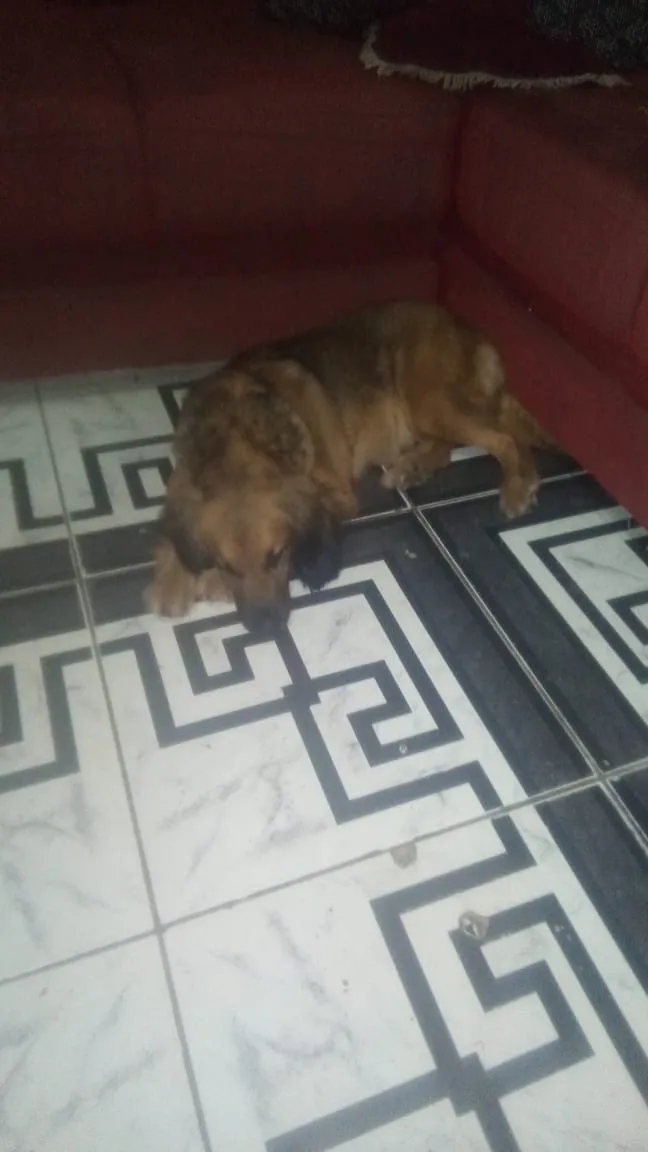 Cachorro ra a  Salsicha com Pastor alemão idade 1 ano nome Bolinha e Lincy