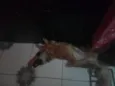 Bolinha e Lincy