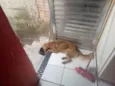 Bolinha e Lincy