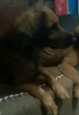 Bolinha e Lincy