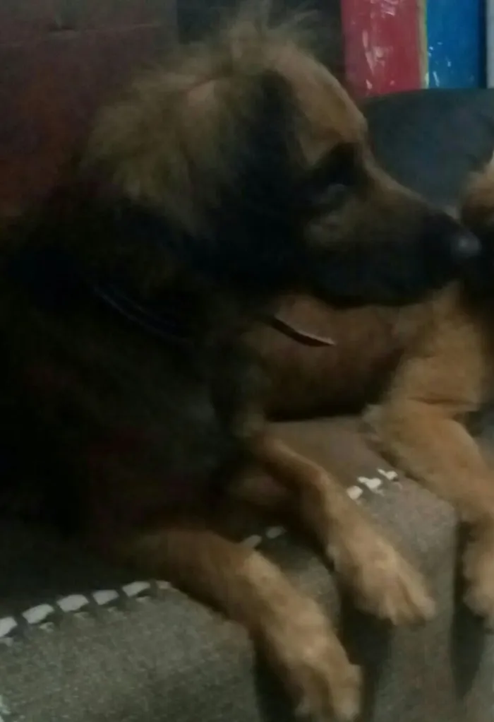 Cachorro ra a  Salsicha com Pastor alemão idade 1 ano nome Bolinha e Lincy