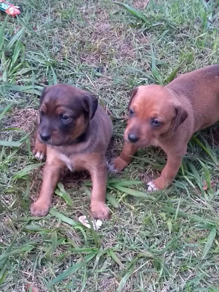Cachorro raça  idade Abaixo de 2 meses nome Cadelinha