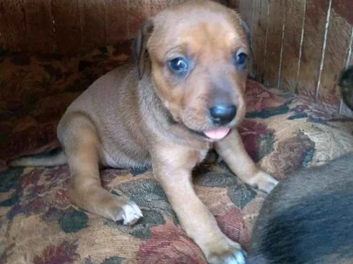 Cachorro raça  idade Abaixo de 2 meses nome Cadelinha