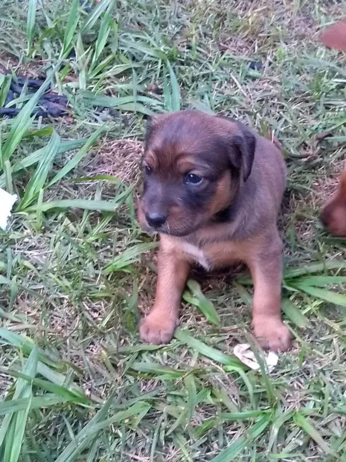 Cachorro raça  idade Abaixo de 2 meses nome Cadelinha