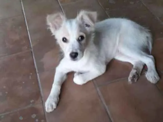 Cachorro raça  idade 2 a 6 meses nome Desconhecido