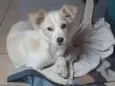 Desconhecido