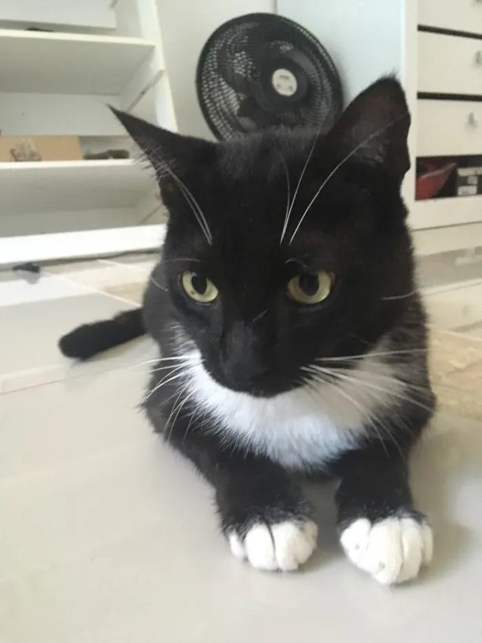 Gato ra a Sem raça definida idade 3 anos nome Preto