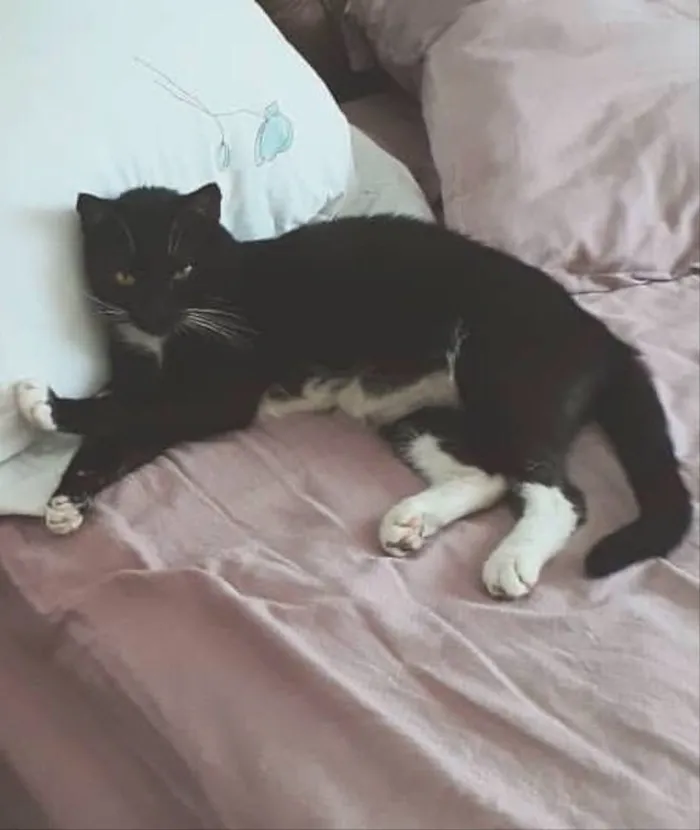 Gato ra a Sem raça definida idade 3 anos nome Preto