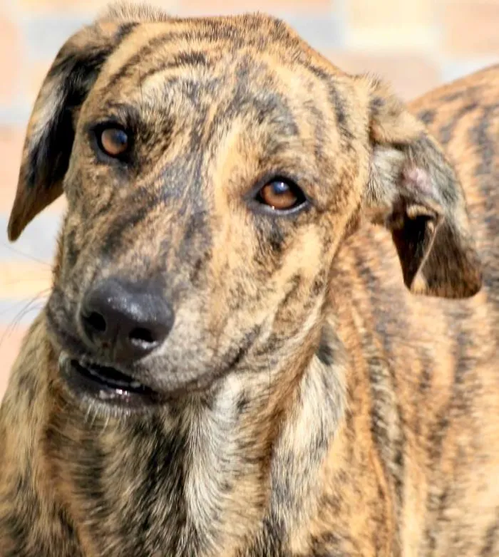 Cachorro ra a  idade 1 ano nome Tico Filhote