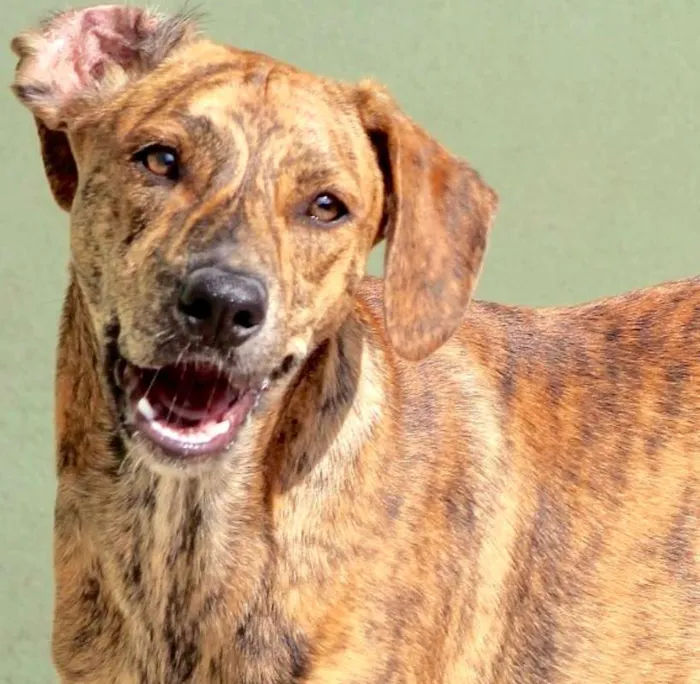 Cachorro ra a  idade 1 ano nome Tico Filhote