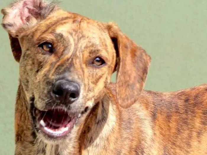 Cachorro ra a  idade 1 ano nome Tico Filhote