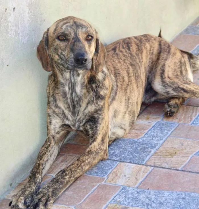 Cachorro ra a  idade 1 ano nome Teco Filhote