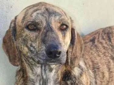 Cachorro ra a  idade 1 ano nome Teco Filhote