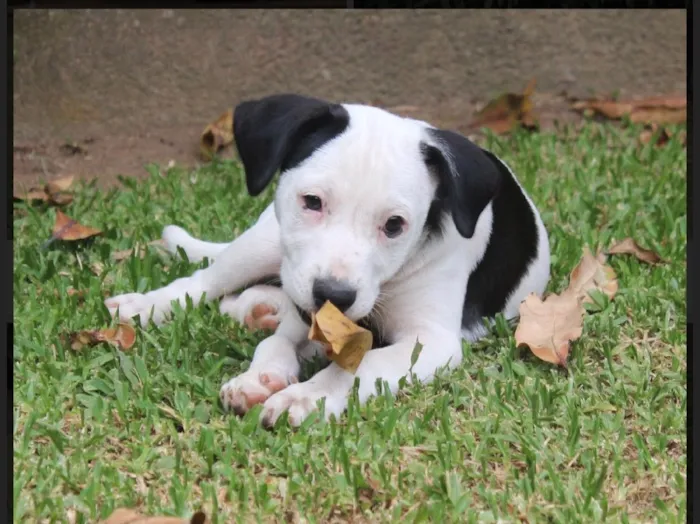 Cachorro ra a SRD idade  nome Nino
