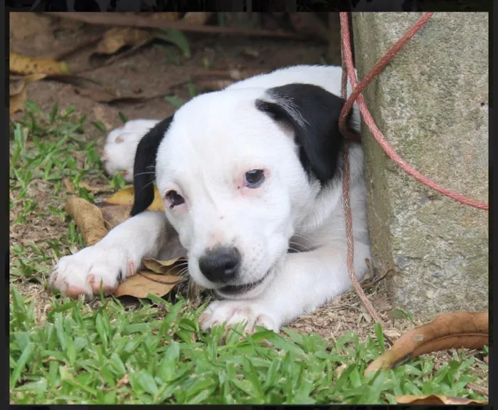Cachorro ra a SRD idade  nome Nino