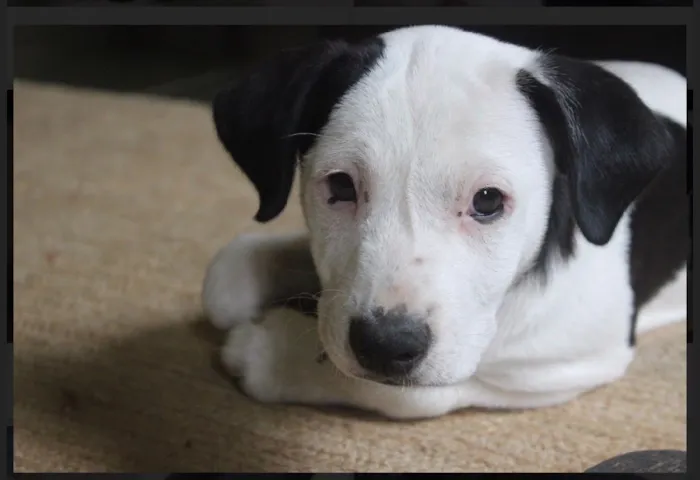 Cachorro ra a SRD idade  nome Nino