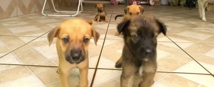 Cachorro ra a Sem raça definida idade Abaixo de 2 meses nome Não sei nomes ainda