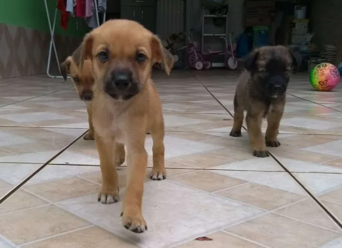 Cachorro ra a Sem raça definida idade Abaixo de 2 meses nome Não sei nomes ainda
