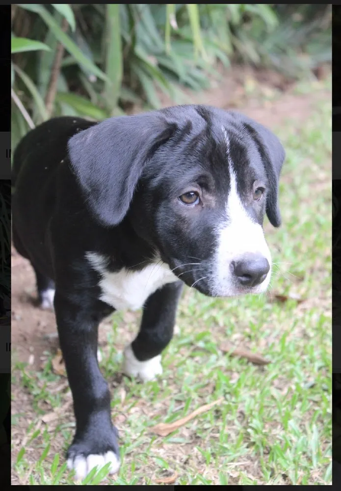 Cachorro ra a SRD idade  nome Benny