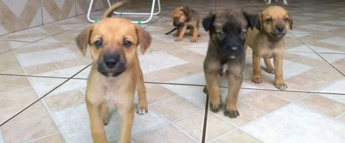 Cachorro ra a Sem raça definida idade Abaixo de 2 meses nome Não sei nomes ainda