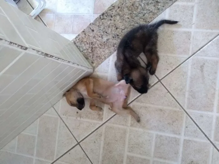 Cachorro ra a Sem raça definida idade Abaixo de 2 meses nome Não sei nomes ainda