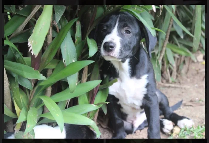 Cachorro ra a SRD idade  nome Benny