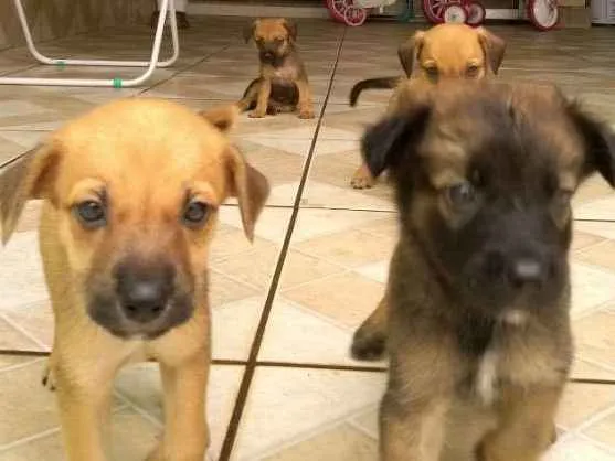 Cachorro ra a Sem raça definida idade Abaixo de 2 meses nome Não sei nomes ainda