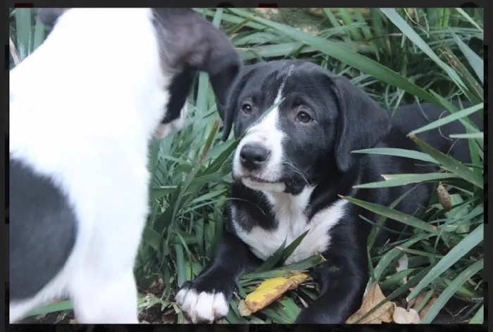 Cachorro ra a SRD idade  nome Benny