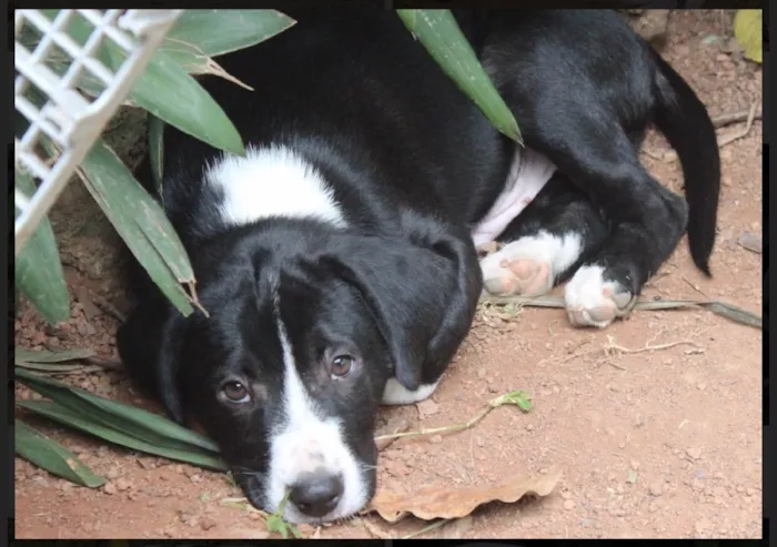 Cachorro ra a SRD idade  nome Benny