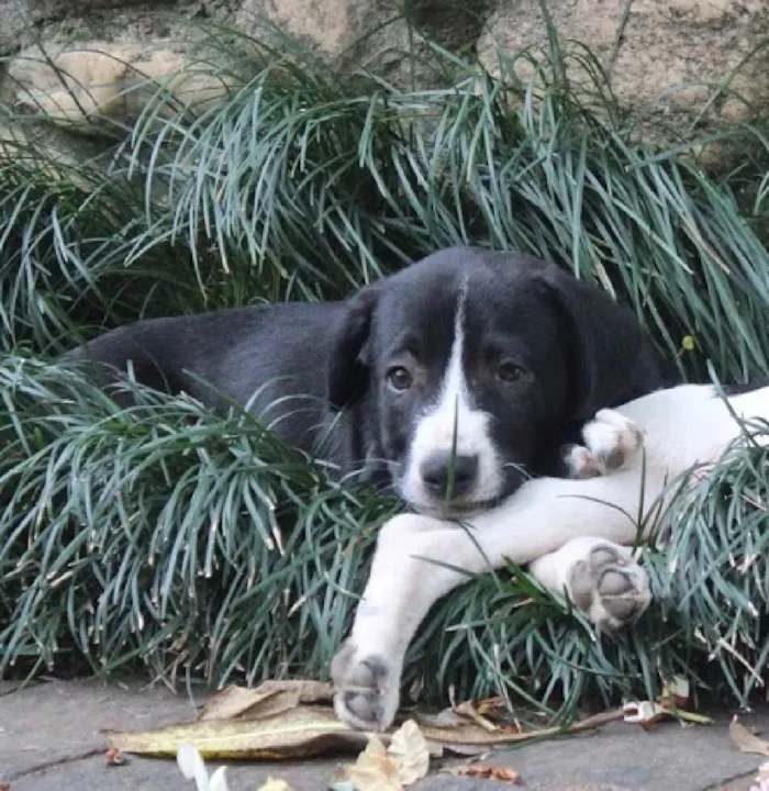 Cachorro ra a SRD idade  nome Benny