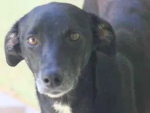 Cachorro raça  idade 1 ano nome Vitória Filhote