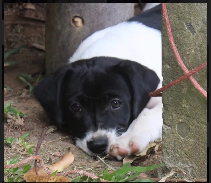 Cachorro ra a SRD idade  nome Mick